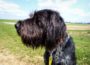 Jagdhund