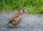 Rebhuhn